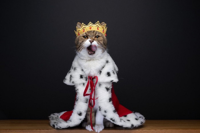 王様の洋服を着ている猫
