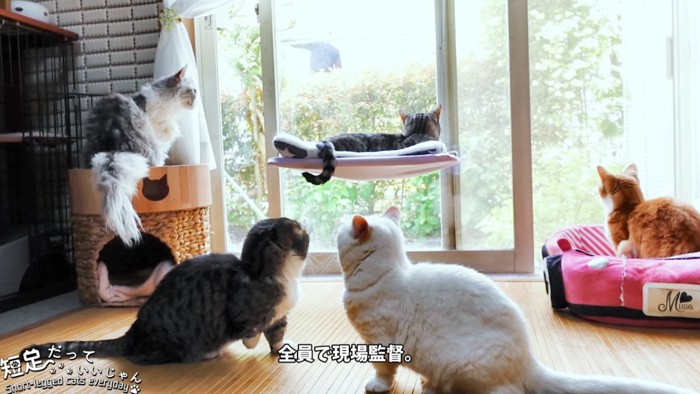 窓に集まる5匹の猫
