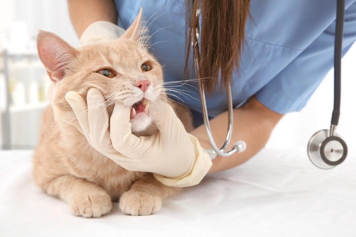 獣医師に口を触られる猫
