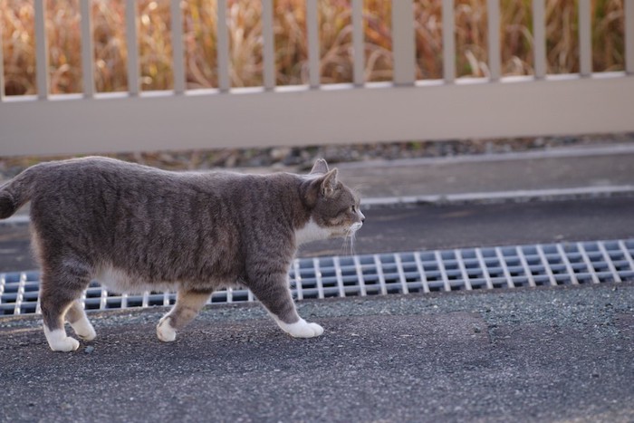 道路の端を歩いている猫