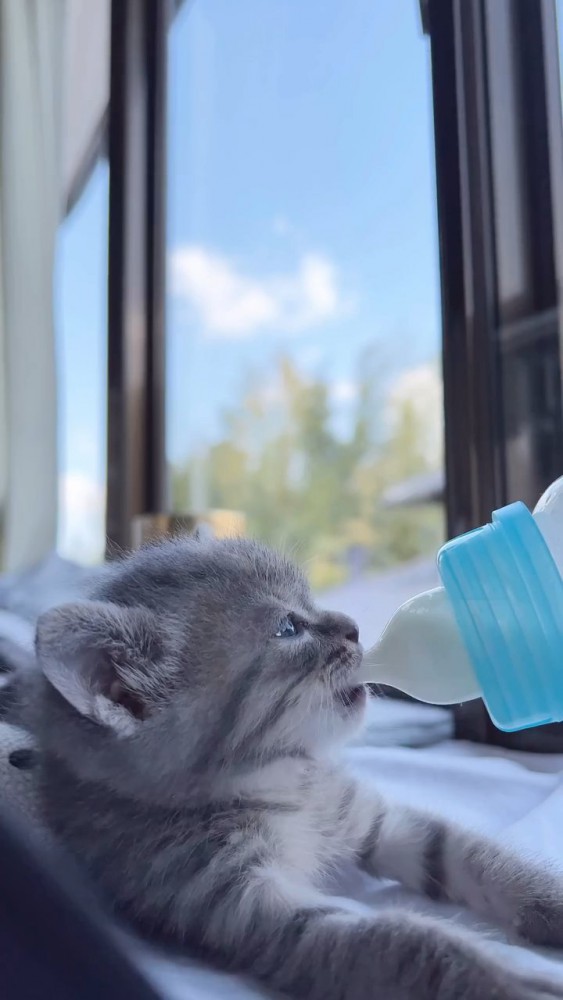 ミルクを飲む子猫
