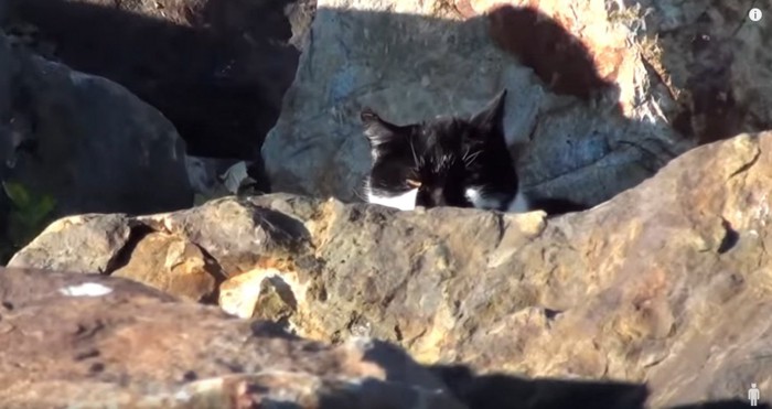 岩の陰に黒猫