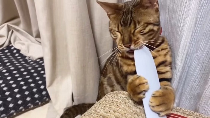 猫じゃすりを噛む猫