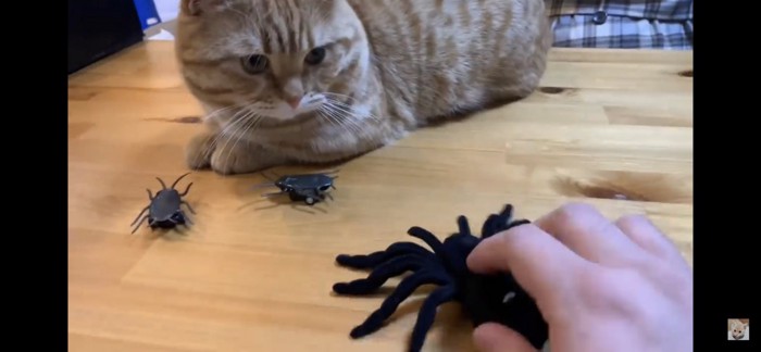 蜘蛛のぬいぐるみを見つめる猫