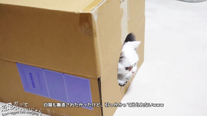 箱から顔を出す白猫