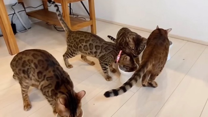 ごはんを食べる4匹の猫