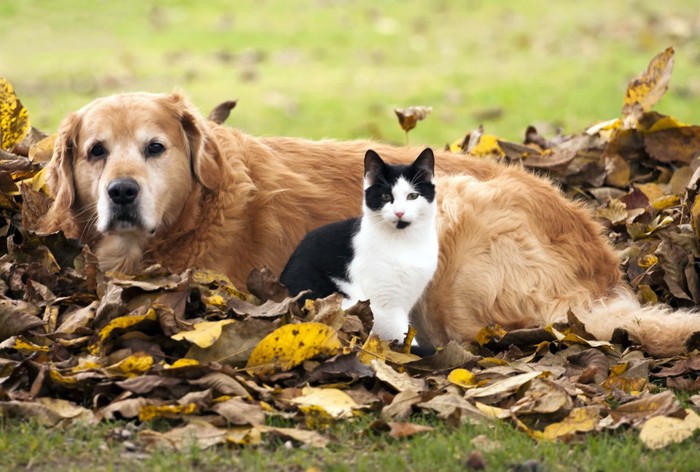 枯れ葉と犬と猫