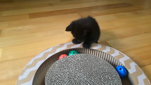 3色のボールを見る子猫