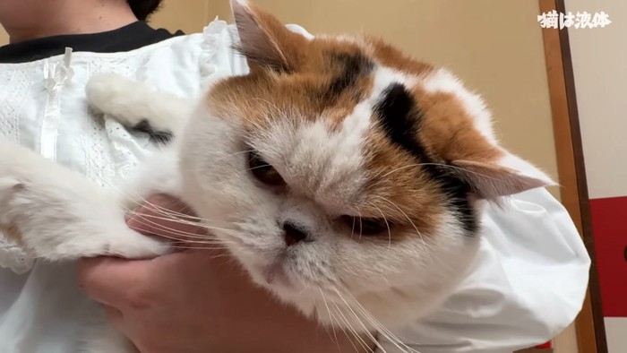抱っこされる猫の顔