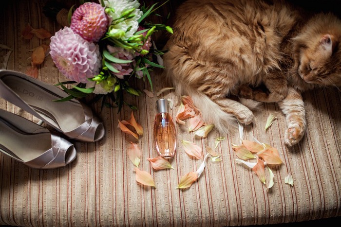 香水や花のそばで眠る猫