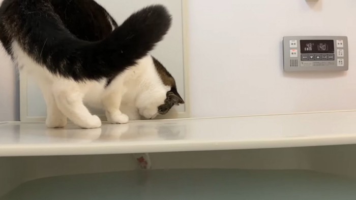 お湯を触る猫