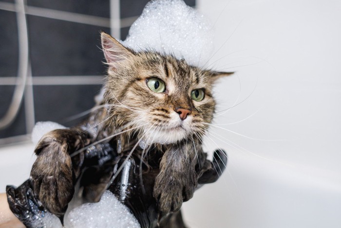 浴室で体を洗われる猫