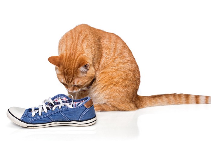 飼い主の脱いだ靴の匂いを嗅ぐ猫