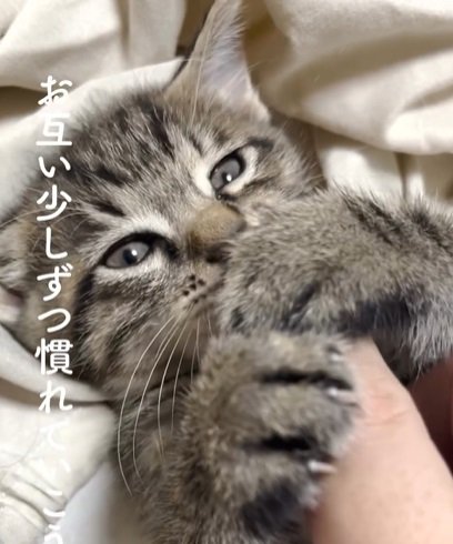 仰向けで指を舐める子猫（画像内「お互い少しずつ慣れていこう」）