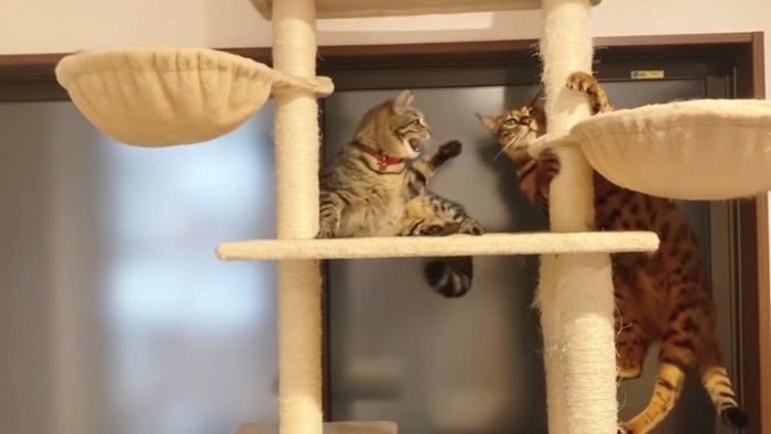 怒る猫とキャットタワーを登る猫