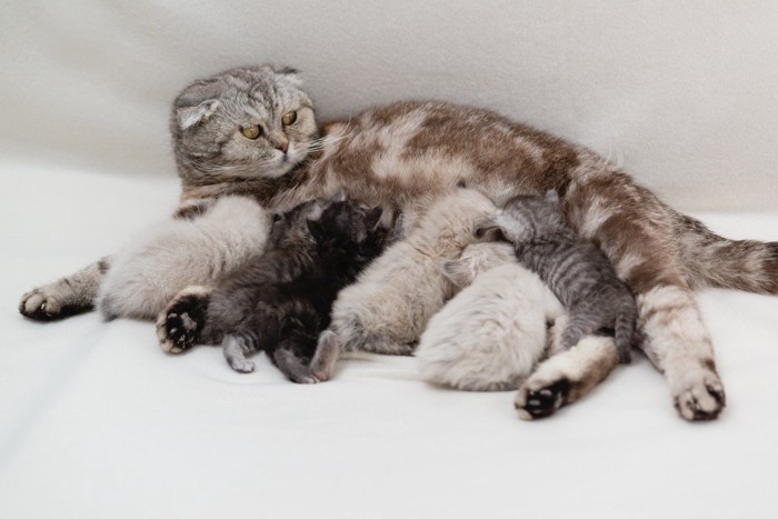 子猫に授乳する母猫