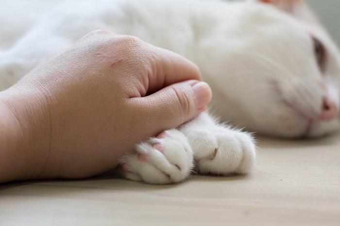 手を繋ぐ猫と人