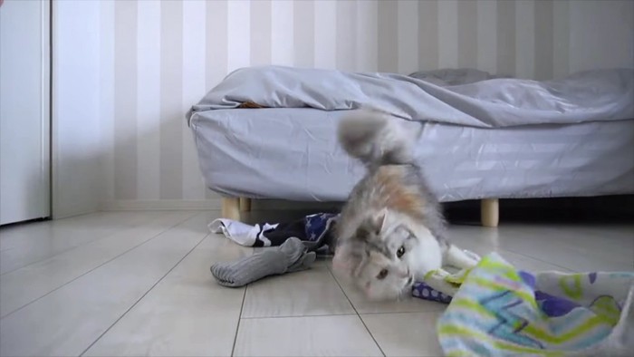タオルをキャッチする猫