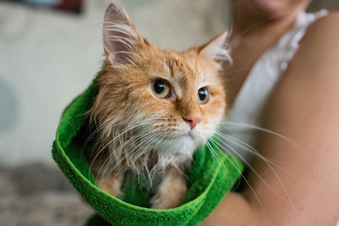 タオルに包まれている猫