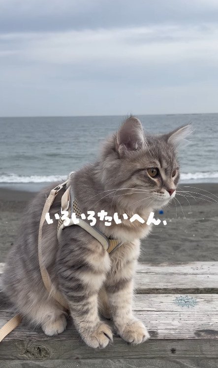 海辺で黄昏る猫