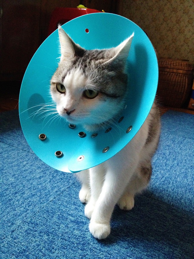 青いエリザベスカラーをしている猫