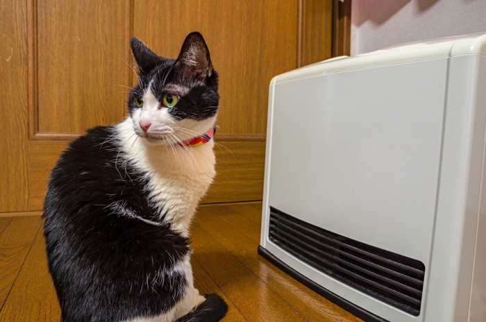 ヒーターで暖を取る猫