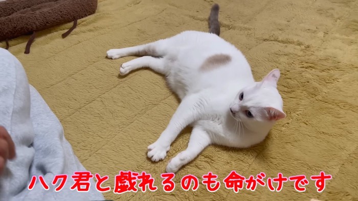 イカ耳で寝そべる猫