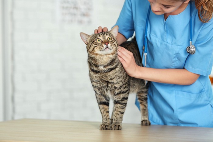 獣医師に体を触られる猫