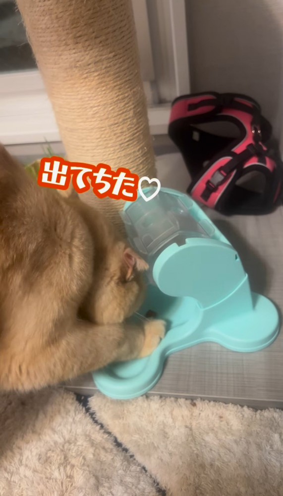 自動給餌器のフードを食べる猫