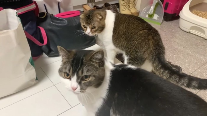 並ぶ2匹の猫