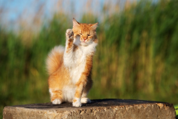 石の上で片手を上げる猫