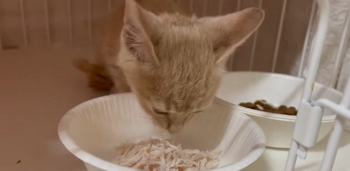 ささみを食べる猫