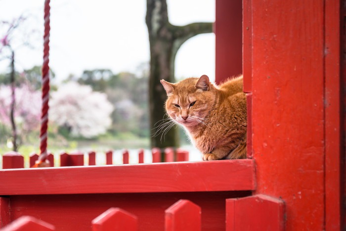 神社と猫