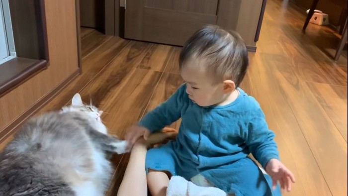 猫の手をどけようとする赤ちゃん