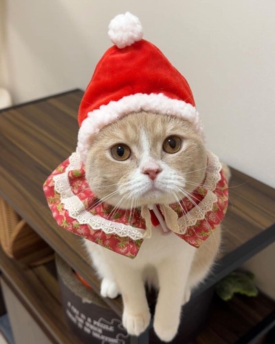 サンタ帽子の猫