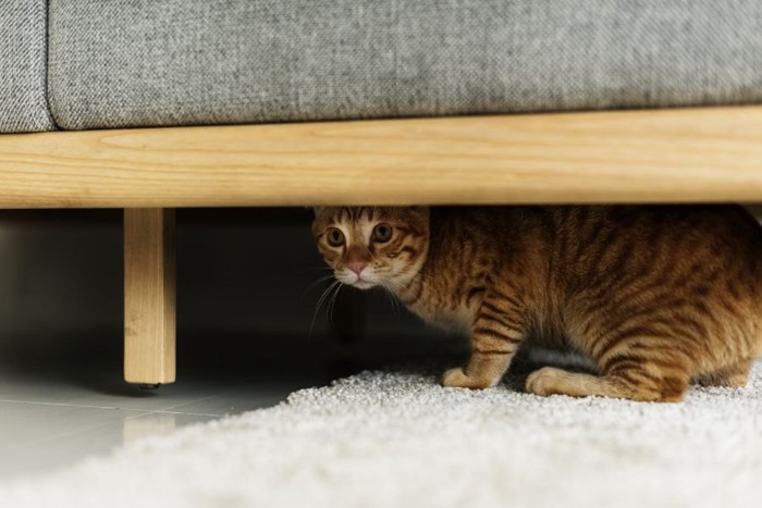 ソファーの下にいる猫