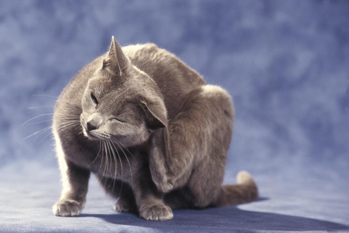 耳を掻くグレー猫