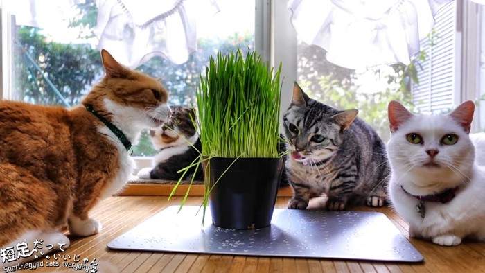 猫草を食べる2匹の猫