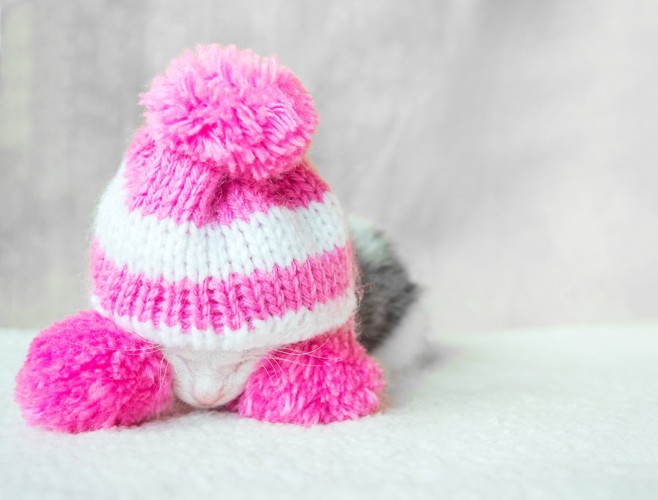 ピンクの毛糸の帽子をかぶった子猫