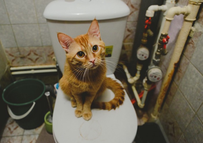 トイレの上に座る猫