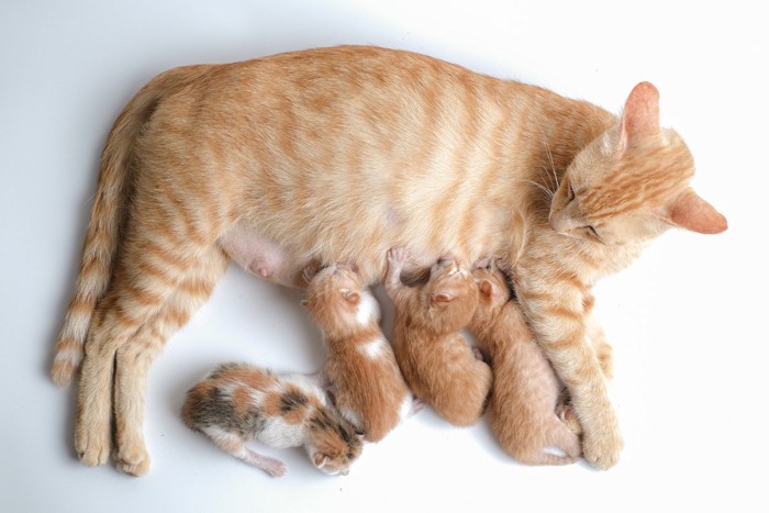 授乳する母猫