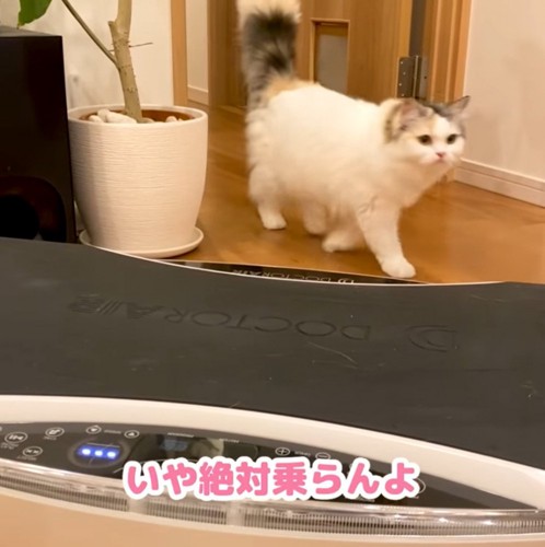 ダイエットマシンの横を歩く猫