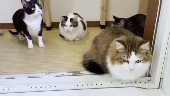 浴室の中から見る猫4匹
