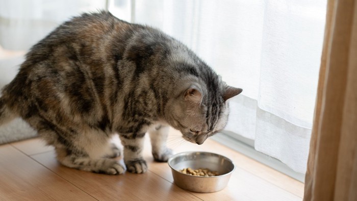 ご飯のお皿を覗く猫