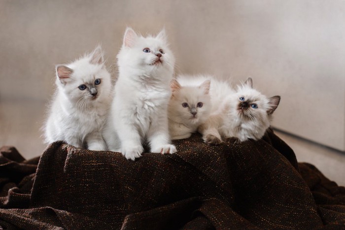 ブランケットの上の4匹のバーマンの子猫