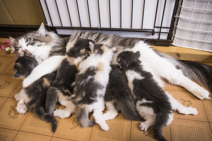 横になって可愛すぎる子猫たちに授乳する母猫