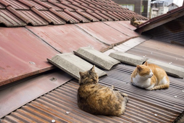 トタン屋根で香箱座りをしている猫