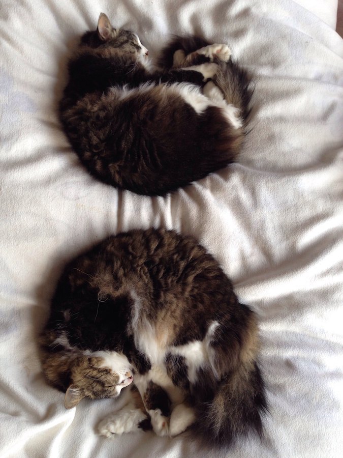 布団の上で丸まって眠る二匹の猫