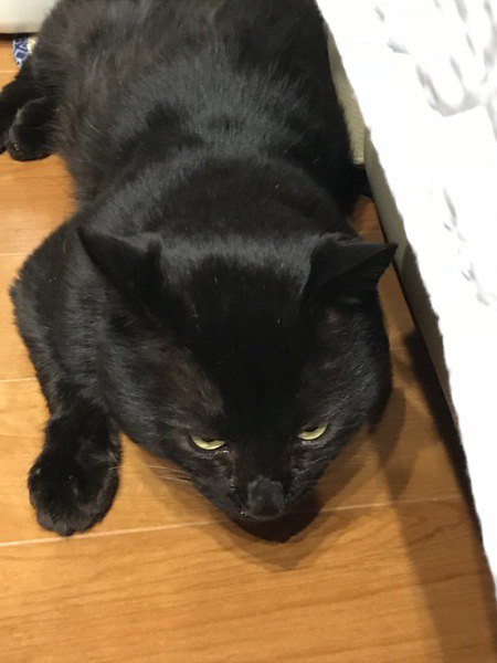 フローリングに寝そべっている黒猫