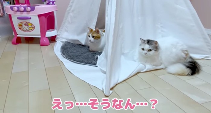 テントの中の猫